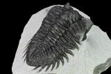 Coltraneia Trilobite Fossil - Huge Faceted Eyes #165853-5